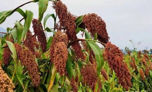 微信圖片_20220713142436.jpg 微信圖片_20220713142436.jpg