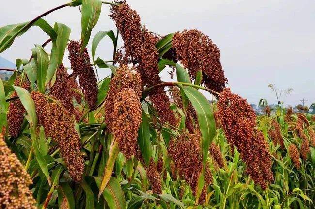 微信圖片_20221215103726.jpg 微信圖片_20221215103726.jpg